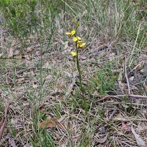 Diuris sulphurea at Goulburn, NSW - 9 Oct 2024