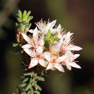 Calytrix tetragona (Common Fringe-myrtle) at The Rock, NSW - 7 Oct 2024 by ConBoekel