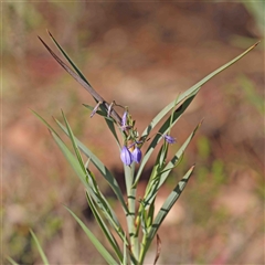 Stypandra glauca (Nodding Blue Lily) at The Rock, NSW - 7 Oct 2024 by ConBoekel