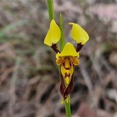 Diuris sulphurea (Tiger Orchid) at Goulburn, NSW - 9 Oct 2024 by trevorpreston