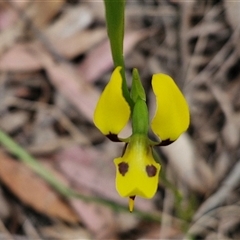 Diuris sulphurea at Goulburn, NSW - suppressed