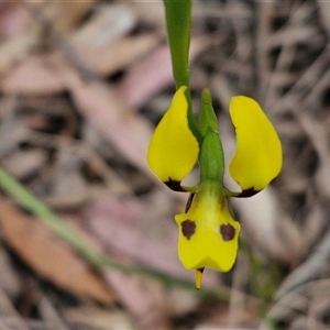 Diuris sulphurea at Goulburn, NSW - suppressed