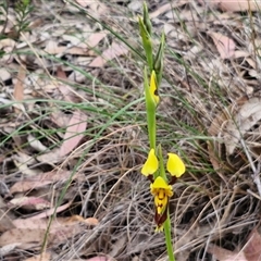 Diuris sulphurea at Goulburn, NSW - 9 Oct 2024