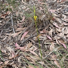 Diuris sulphurea at Goulburn, NSW - suppressed