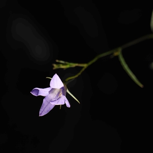 Wahlenbergia sp. at The Rock, NSW by ConBoekel