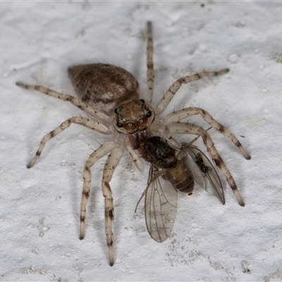 Helpis sp. (genus) (Unidentified Bronze Jumping Spider) at Melba, ACT - 6 Oct 2024 by kasiaaus