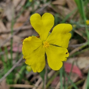 Hibbertia obtusifolia at Goulburn, NSW - 9 Oct 2024 02:59 PM