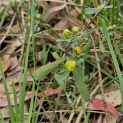 Hibbertia obtusifolia at Goulburn, NSW - 9 Oct 2024