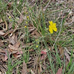 Hibbertia obtusifolia at Goulburn, NSW - 9 Oct 2024 02:59 PM