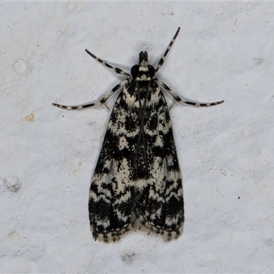 Scoparia exhibitalis (A Crambid moth) at Melba, ACT - 6 Oct 2024 by kasiaaus