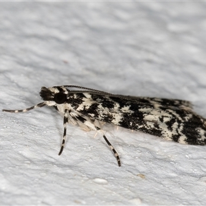 Scoparia exhibitalis at Melba, ACT - 6 Oct 2024