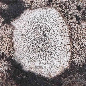 Unidentified Lichen at The Rock, NSW by ConBoekel