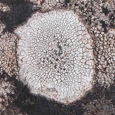 Unverified Lichen at The Rock, NSW - 7 Oct 2024 by ConBoekel