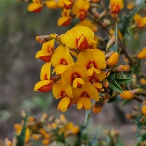 Podolobium ilicifolium at Goulburn, NSW - 9 Oct 2024