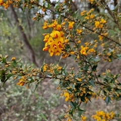 Podolobium ilicifolium at Goulburn, NSW - 9 Oct 2024