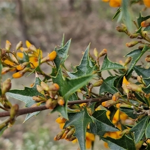 Podolobium ilicifolium at Goulburn, NSW - 9 Oct 2024