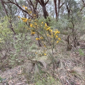 Podolobium ilicifolium at Goulburn, NSW - 9 Oct 2024