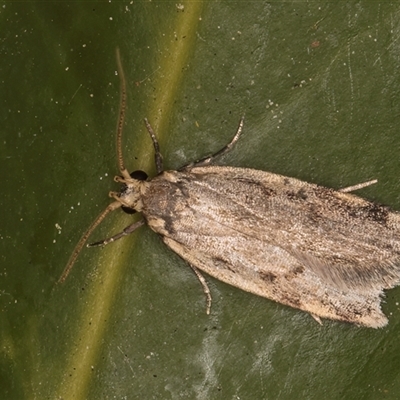 Hoplostega ochroma (a Eulechria Group moth) at Melba, ACT - 6 Oct 2024 by kasiaaus