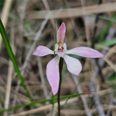 Caladenia carnea (Pink Fingers) at Goulburn, NSW - 9 Oct 2024 by trevorpreston