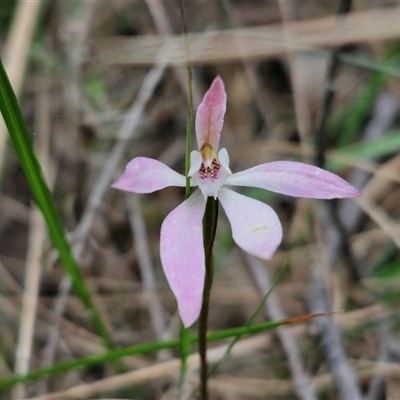 Caladenia carnea at Goulburn, NSW - 9 Oct 2024 by trevorpreston