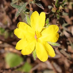 Hibbertia sp. (Guinea Flower) at The Rock, NSW - 7 Oct 2024 by ConBoekel