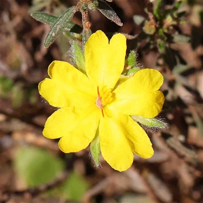 Hibbertia sp. (Guinea Flower) at The Rock, NSW - 7 Oct 2024 by ConBoekel