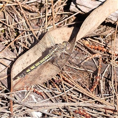 Orthetrum caledonicum (Blue Skimmer) at The Rock, NSW - 7 Oct 2024 by ConBoekel