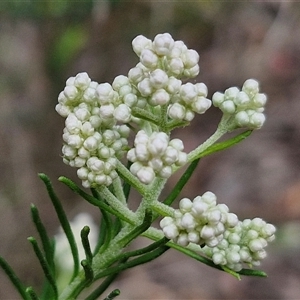 Ozothamnus diosmifolius at Goulburn, NSW - 9 Oct 2024