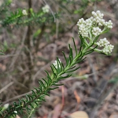 Ozothamnus diosmifolius at Goulburn, NSW - 9 Oct 2024