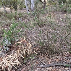 Ozothamnus diosmifolius at Goulburn, NSW - 9 Oct 2024 02:53 PM