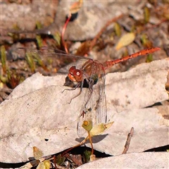 Diplacodes bipunctata (Wandering Percher) at The Rock, NSW - 7 Oct 2024 by ConBoekel