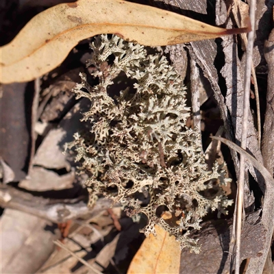 Unverified Lichen at The Rock, NSW - 7 Oct 2024 by ConBoekel