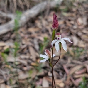 Caladenia moschata at Goulburn, NSW - 9 Oct 2024