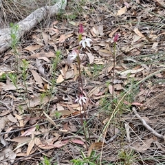 Caladenia moschata at Goulburn, NSW - 9 Oct 2024