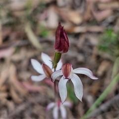 Caladenia moschata at Goulburn, NSW - 9 Oct 2024