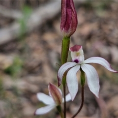 Caladenia moschata at Goulburn, NSW - 9 Oct 2024