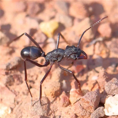 Rhytidoponera sp. (genus) (Rhytidoponera ant) at The Rock, NSW - 7 Oct 2024 by ConBoekel