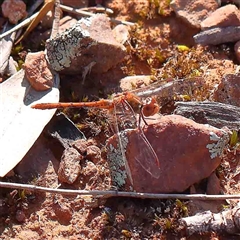 Diplacodes bipunctata (Wandering Percher) at The Rock, NSW - 7 Oct 2024 by ConBoekel