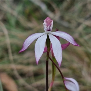 Caladenia moschata at Goulburn, NSW - 9 Oct 2024