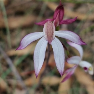 Caladenia moschata at Goulburn, NSW - 9 Oct 2024