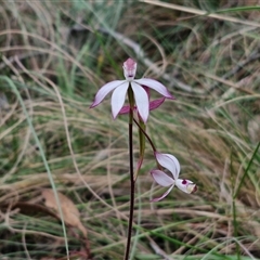 Caladenia moschata at Goulburn, NSW - 9 Oct 2024