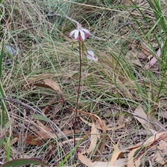 Caladenia moschata at Goulburn, NSW - 9 Oct 2024