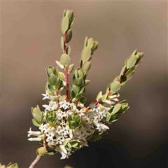 Brachyloma daphnoides (Daphne Heath) at The Rock, NSW - 6 Oct 2024 by ConBoekel