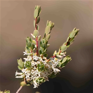 Brachyloma daphnoides (Daphne Heath) at The Rock, NSW by ConBoekel