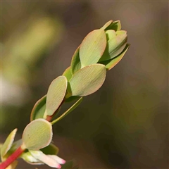 Brachyloma daphnoides at The Rock, NSW - 7 Oct 2024