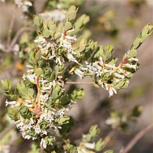 Brachyloma daphnoides at The Rock, NSW - 7 Oct 2024