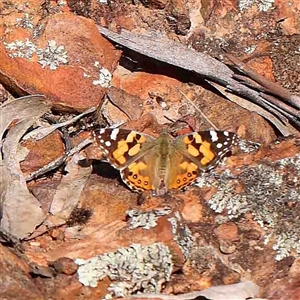 Vanessa kershawi (Australian Painted Lady) at The Rock, NSW by ConBoekel