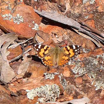 Vanessa kershawi (Australian Painted Lady) at The Rock, NSW - 6 Oct 2024 by ConBoekel