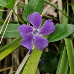 Vinca major at Goulburn, NSW - 9 Oct 2024