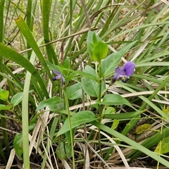 Vinca major at Goulburn, NSW - 9 Oct 2024